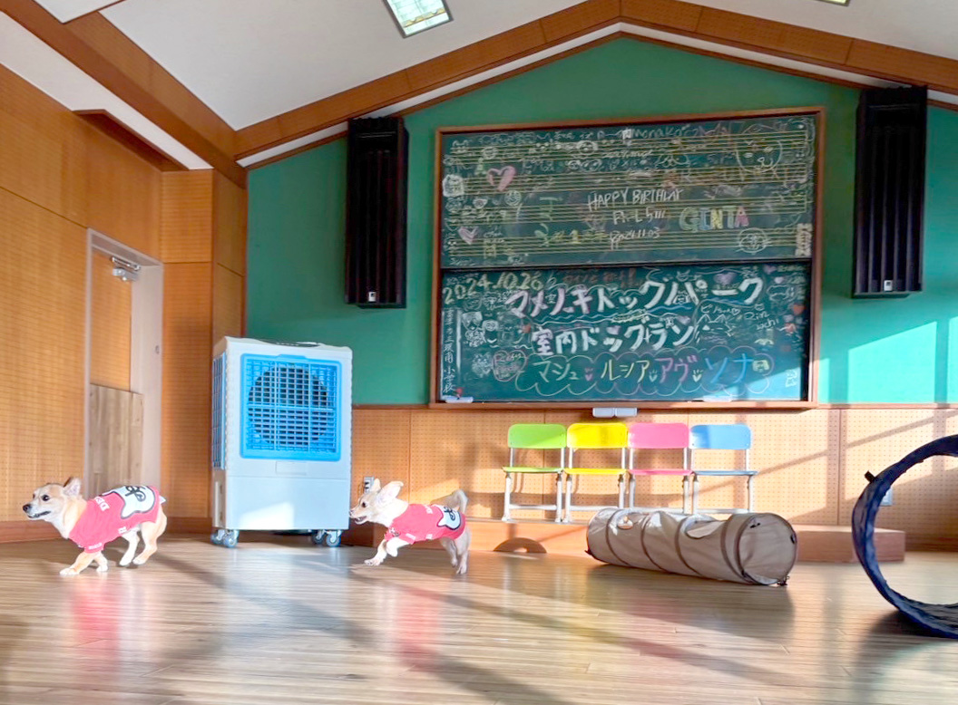室内ドッグランの写真