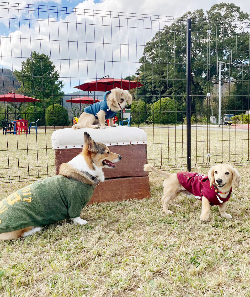 跳び箱の上に座る犬の写真